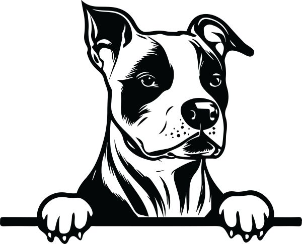 Americký staffordšírský teriér - D