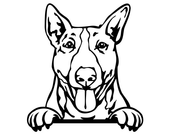 Anglický bulteriér - D