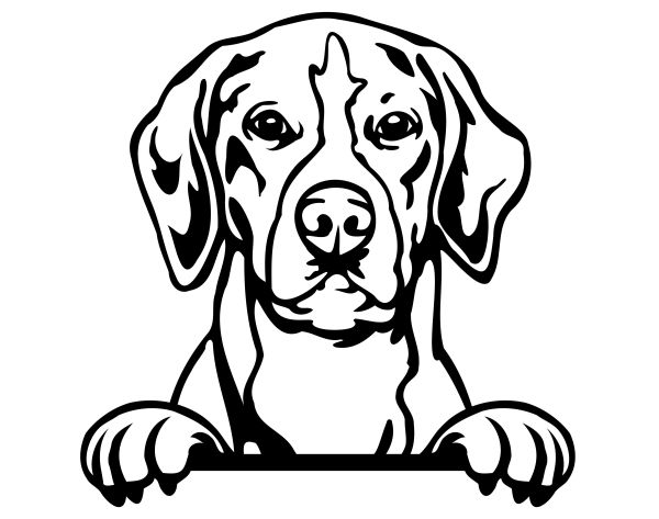 Anglický foxhound - C