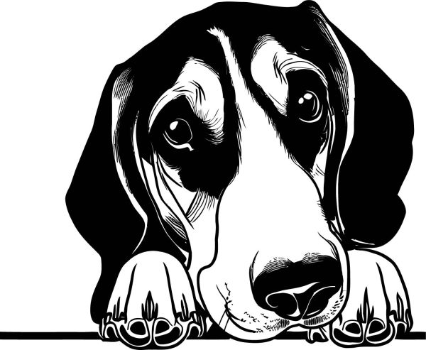 Anglický foxhound - D