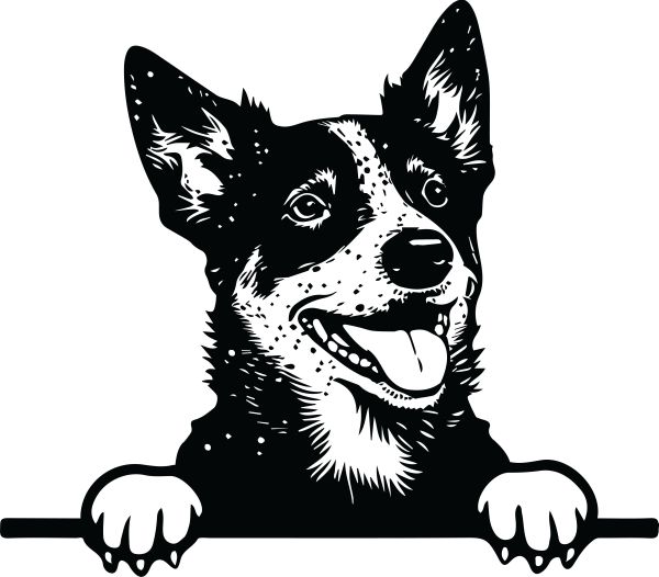 Australský honácký pes - J