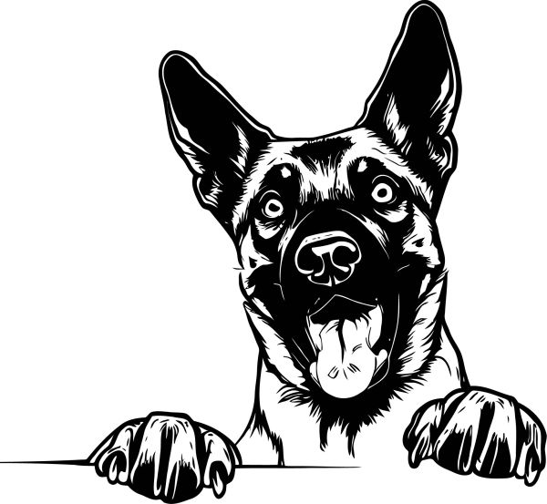 Belgický ovčák (malinois) - B