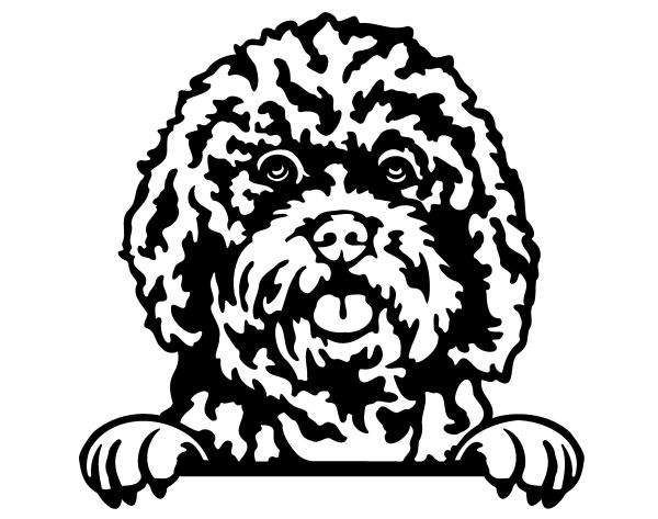 Cavapoo - C