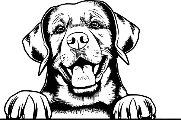 Chesapeake Bay retrívr - B