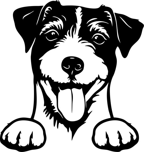 Jack Russell Teriér - A