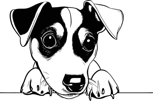 Jack Russell Teriér - F