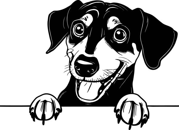 Jezevčík hladkosrstý - H