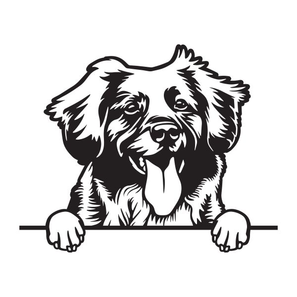 Kanadský retrívr - A