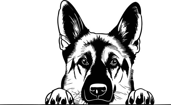 Německý ovčák krátkosrstý - B