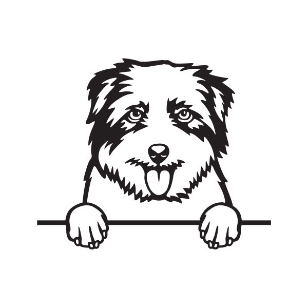 Norfolský teriér - A