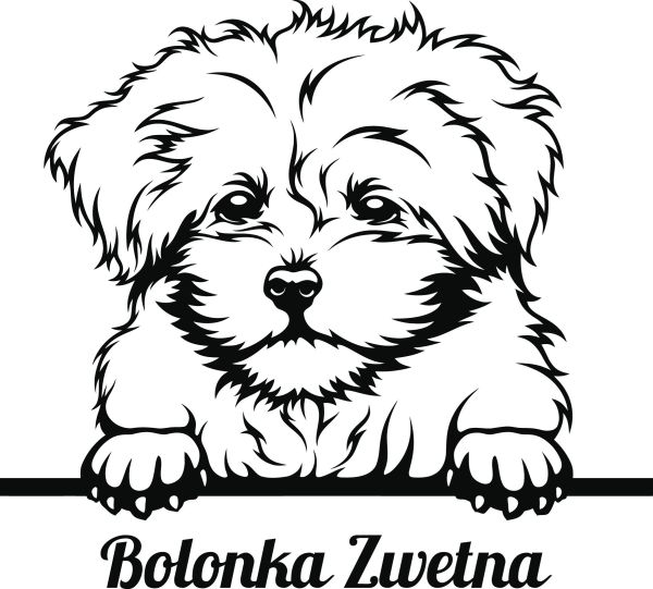 Ruská barevná bolonka - A