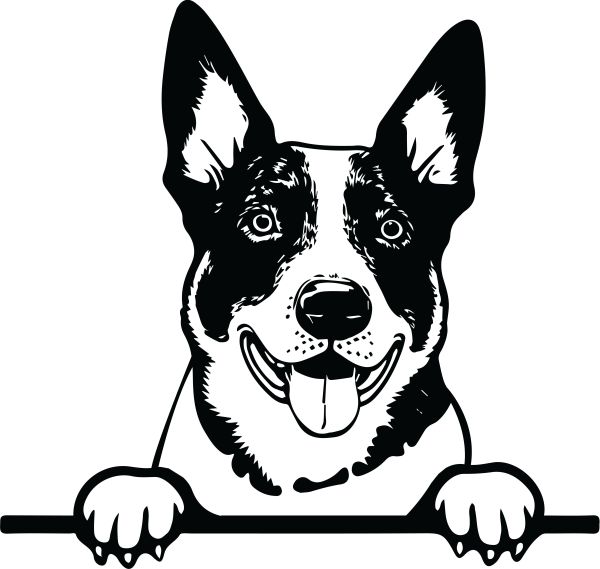 Australský honácký pes - I