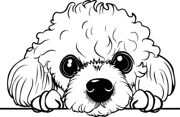 Cavapoo - D