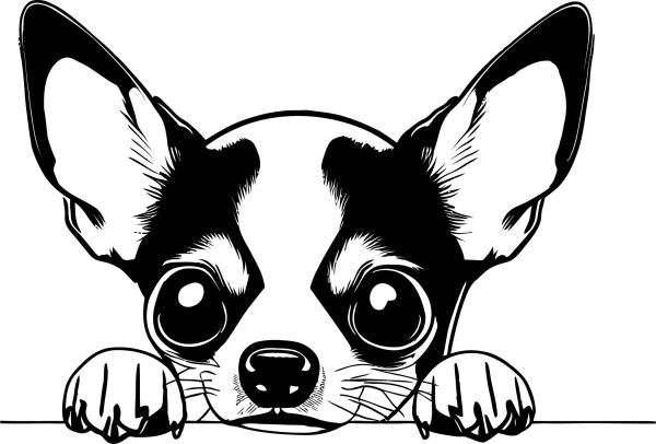 Čivava krátkosrstá - H