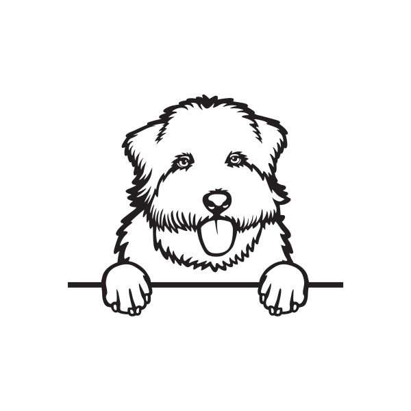 Glen of Imaal Terriér - A