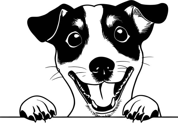 Jack Russell Teriér - C