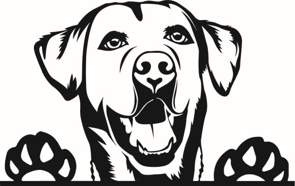 Labradorský retrívr - L