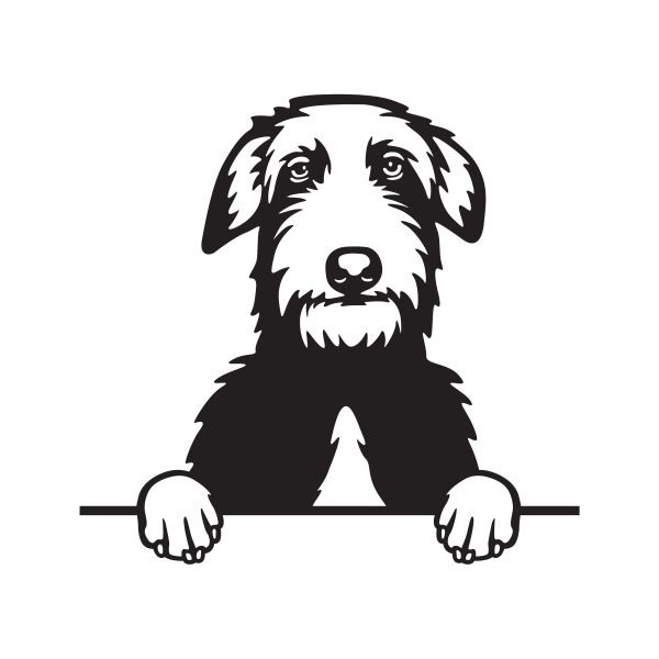 Skotský jelení pes - A