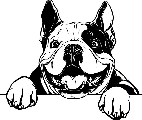 American Bully - A