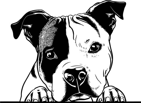 Americký staffordšírský teriér - F