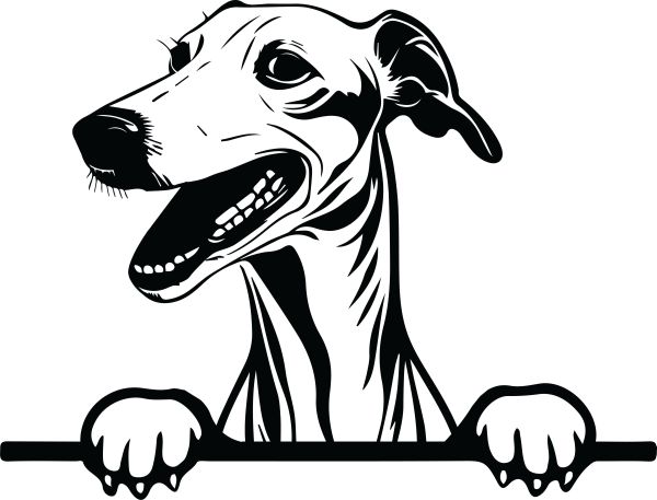 Anglický chrt (greyhound) - E