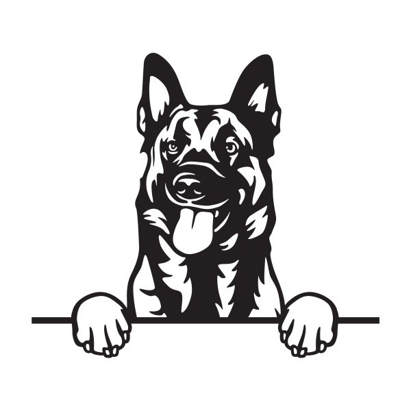 Belgický ovčák (malinois) - A