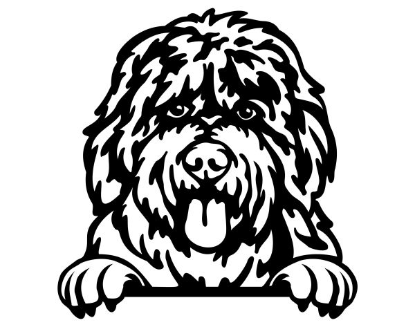 Bobtail - Staroanglický ovčák (bobtail) - D