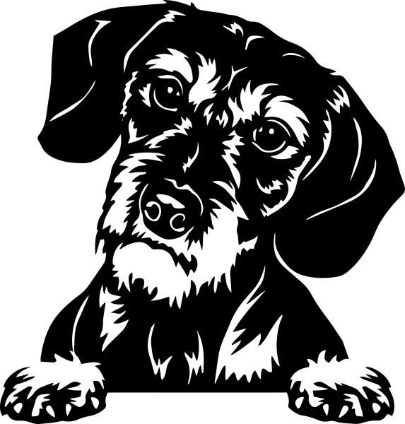 Jezevčík drsnosrstý - A