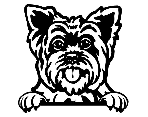 Jorkšírský teriér - E