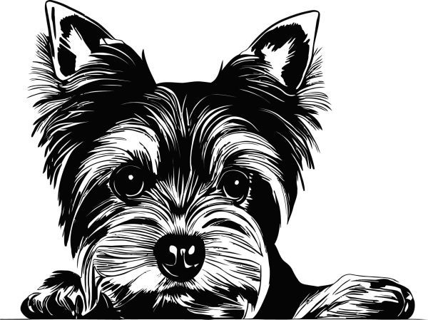 Jorkšírský teriér - H