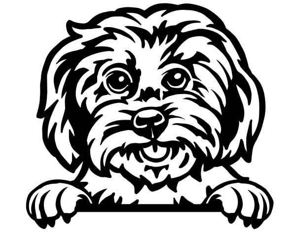 Maltézský psík - C