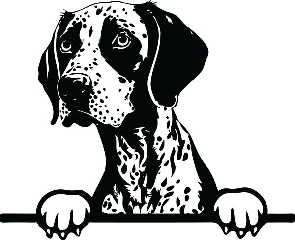 Německý ohař - krátkosrstý - G