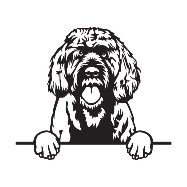 Portugalský vodní pes - A