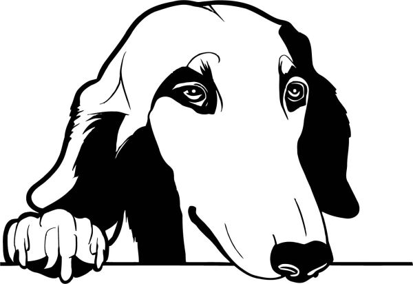 Barzoj - ruský chrt - A