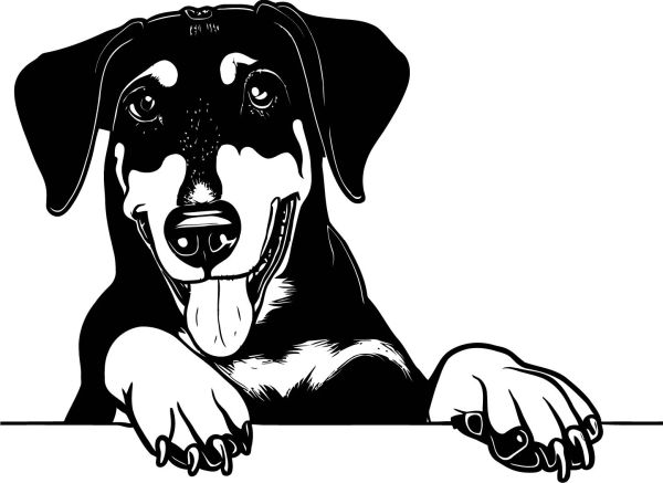 Beauceron - beaucký ovčák - C