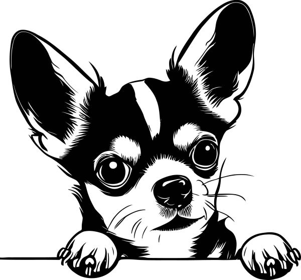 Čivava krátkosrstá - C