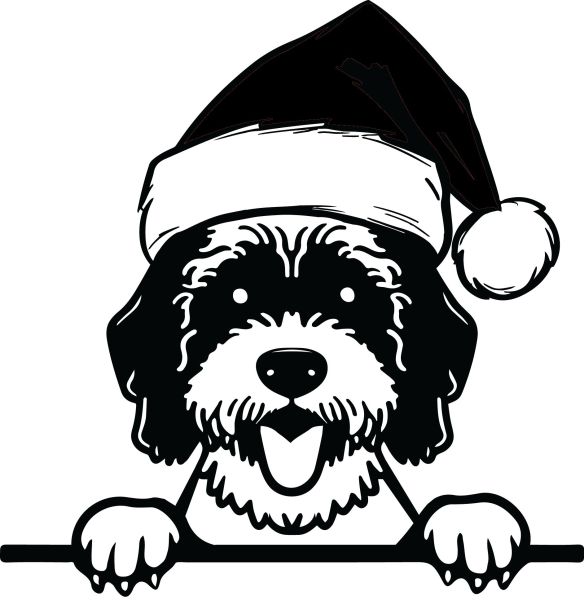 Portugalský vodní pes - F (Vánoční)